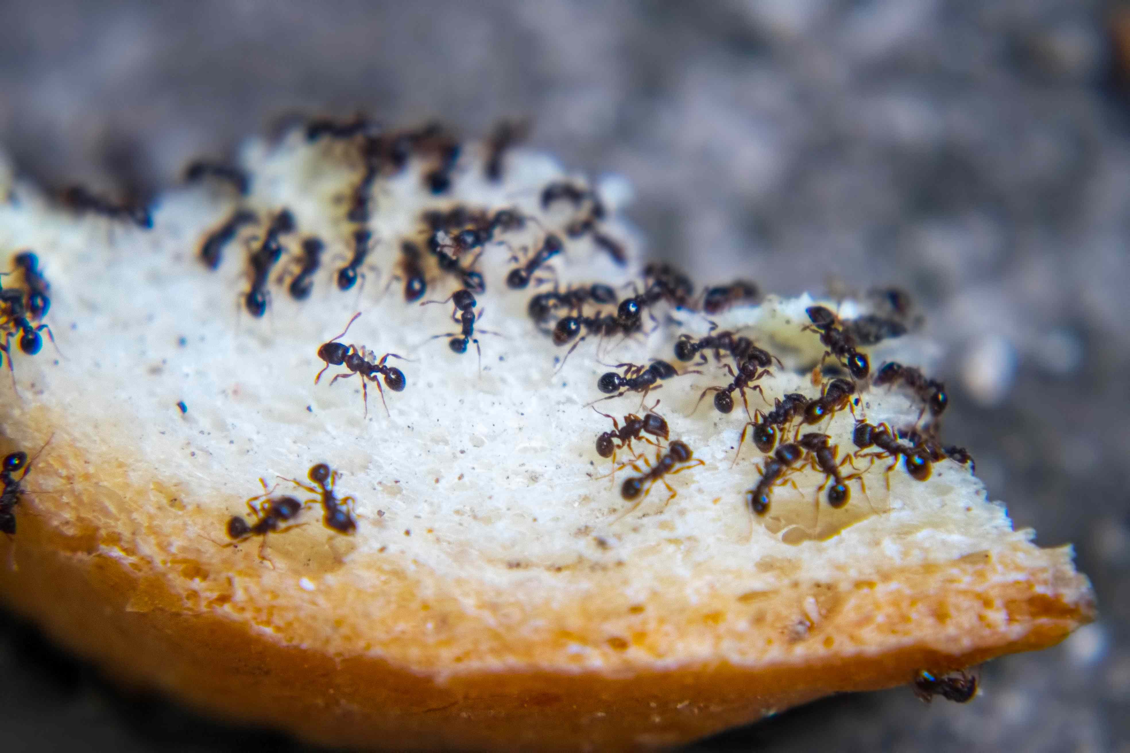 ants